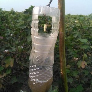 PINK BOLLWORM PHEROMONE TRAP
