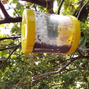 FRUIT FLY TRAP (METHYL EUGENOL)