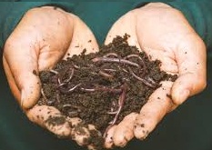 Vermicompost Plus – Trichoderma-Enriched